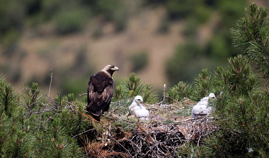 
			      Una águila imperial, junto a sus crías.			    
			  